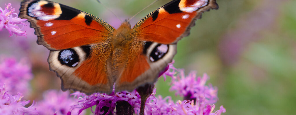 Planten voor een insectenvriendelijke tuin